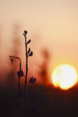 Silhouette of lupine flowers at sunrise or sunset. Vertical view.