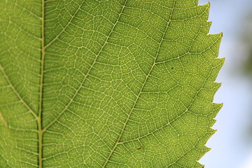 Macro Leaf