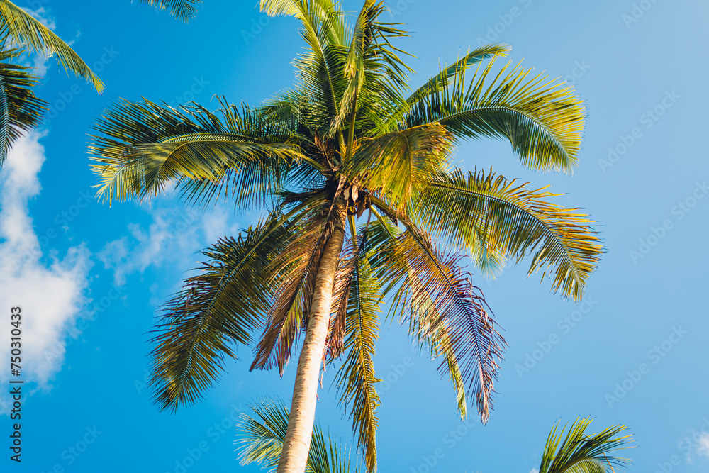 Wall mural Palm trees and blue sky from below