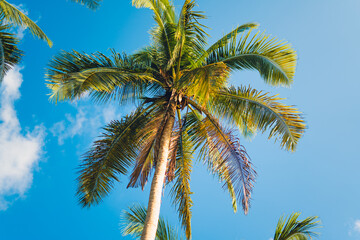 Fototapeta na wymiar Palm trees and blue sky from below