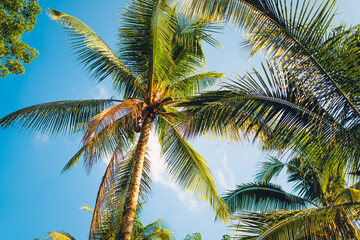 Fototapeta premium Palm trees and blue sky from below