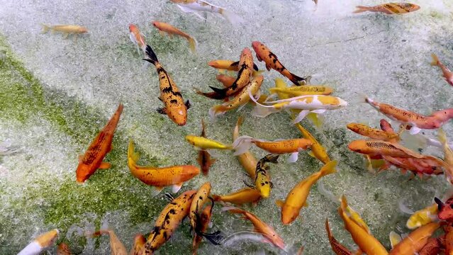 koi and goldfish swimming in freshwater