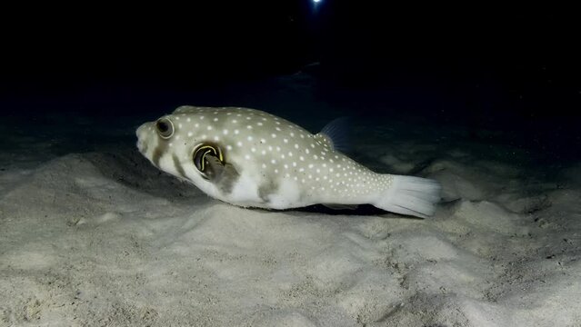 White spotted pufferfish swimming over sandy reef at night in Mauritius Island