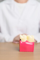 Dentist with tooth Anatomy model. Oral Teeth decay and disease, Scrape off tartar. March Oral health, Dentist Day, False Teeth. Toothache and Children Dental Health Month and Orthodontic Health Day