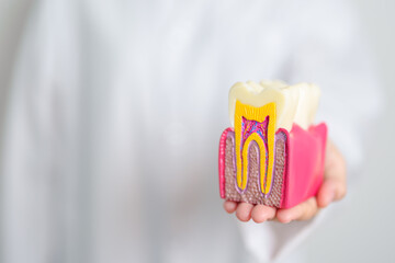 Dentist with tooth Anatomy model. Oral Teeth decay and disease, Scrape off tartar. March Oral health, Dentist Day, False Teeth. Toothache and Children Dental Health Month and Orthodontic Health Day