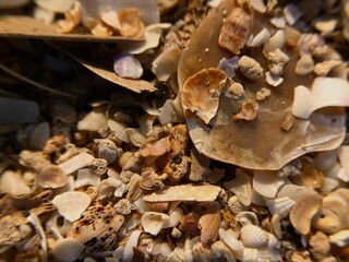 texture of a pile of beach sand shell flakes
