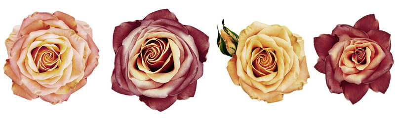Vintage   roses flowers   on   isolated background with clipping path. Closeup..  Nature. - 750313047