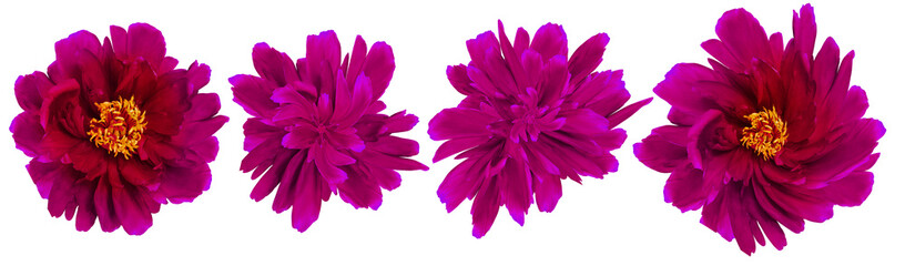 Set  purple  peonies  flowers   on white isolated background with clipping path....