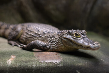 crocodile closeup eye, Alligator, Dangerous animal