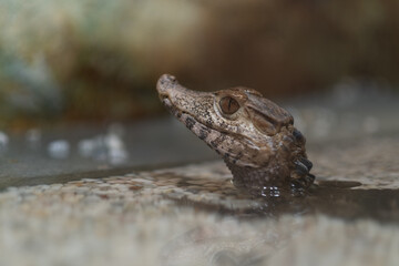 crocodile closeup eye, Alligator, Dangerous animal