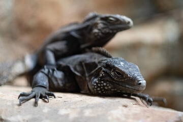  animal, lizard with blur background