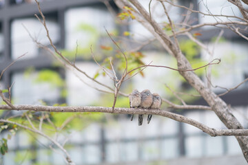 The birds are sitting on the tree together