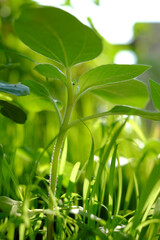 Recycle cocnut shell to make ecology pot for plant a tree