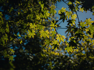 Fototapeta na wymiar Tree foliage