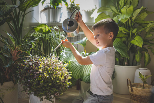Little cute boy is watering indoor plants from a stylish watering can in a designer home interior. 