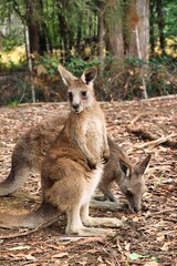 Port Arthur, Tasmania, Australia