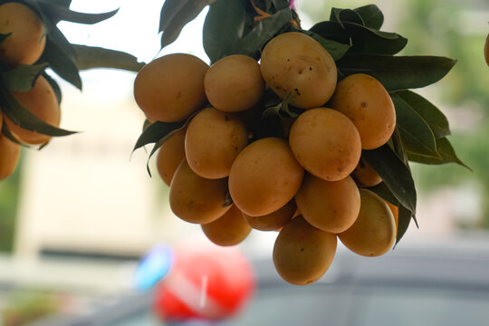 Plum mango, or scientifically known as Bouea oppositifolia, a popular tropical fruit in Southeast Asia.