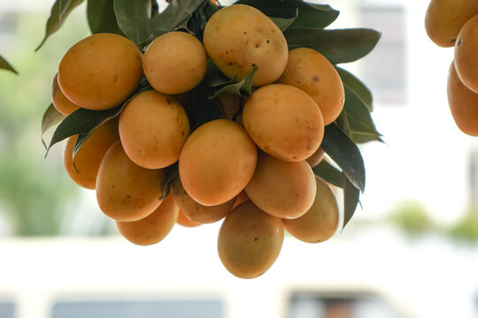 Plum mango, or scientifically known as Bouea oppositifolia, a popular tropical fruit in Southeast Asia.