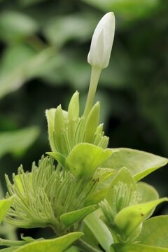 Plant Flower Petal Terrestrial plant Flowering plant Natural landscape