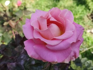 Happy boyfriend's day a beautiful rose for boyfriend's dayFeliz día del novio una bella rosa ...