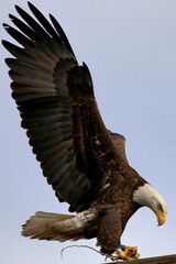 Bald eagle with stick for nest