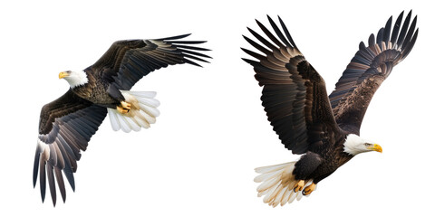 Powerful Bald Eagle in Flight