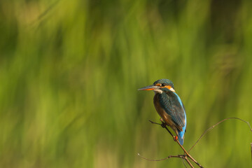 Common kingfisher bird (Alcedo atthis) during on branch tree for diving in to water eating fish at the river on green tree background.