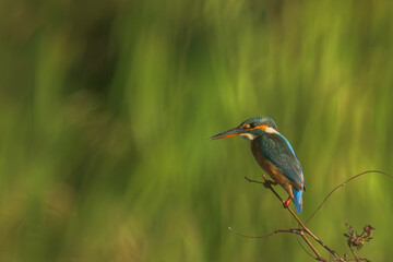 Common kingfisher bird (Alcedo atthis) during on branch tree for diving in to water eating fish at the river on green tree background.