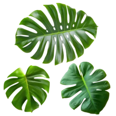 Foto op Plexiglas Monstera Vibrant Tropical Leaves