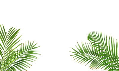 Fototapeta na wymiar Palm leaves evergreen on transparent background