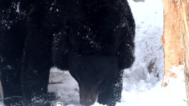 Black bear standing in snow. Himalayan bear have in winter. 4k super slow motion cinematic raw video