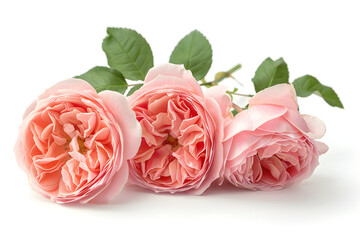 English roses isolated on white background