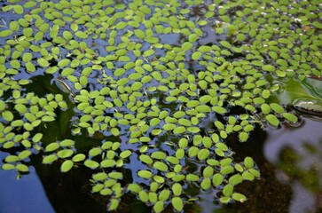 Aquatic plants duckweed floating on water