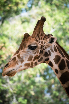 Close-up photo of giraffe face isolated. portrait of giraffe in nature