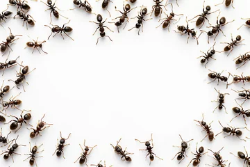 Foto op Plexiglas Ants circle frame on white background. Groups of insect with copy space. Insect colony, control disinfection © Maksim