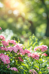 Dianthus flowers against a blurred summer garden or park backdrop