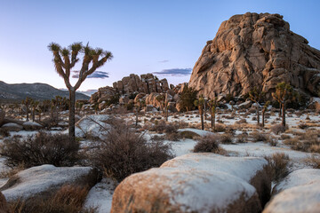 winter Joshua tree morning