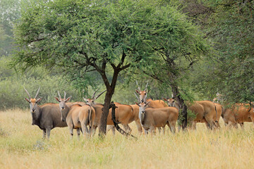 Eland antelopes (Tragelaphus oryx) herd in savannah landscape, South Africa.