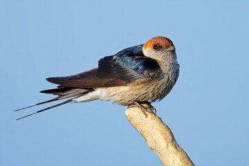 A greater striped swallow (Cecropis cucullata) perched on a branch, South Africa.