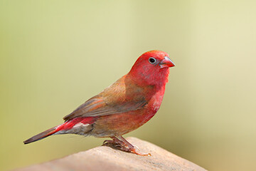 A male red-billed firefinch (Lagonosticta senegala) perched on a rock, South Africa.
