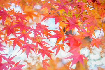 紅葉のシーズン 秋の日本の旅行、観光