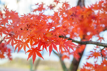 紅葉のシーズン 秋の日本の旅行、観光
