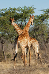 Two giraffes (Giraffa camelopardalis) standing in natural habitat, South Africa.