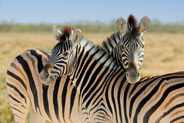 Portrait of two plains zebras (Equus burchelli), Etosha National Park, Namibia.