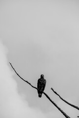 Black and white photo of a baldeagle sitting on a dead tree branch and staring straight ahead, Central British Columbia, Canada