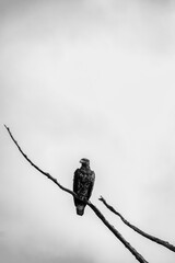 Black and white photo of a baldeagle sitting on a dead tree branch and staring straight ahead,...