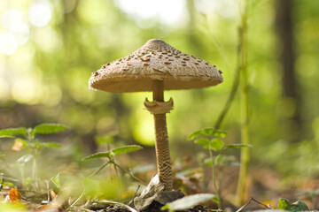 Macrolepiota procera mushroom with open cap in the forest, on a sunny day. High quality photo