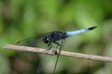 Blue Dragon fly sitting in a branch