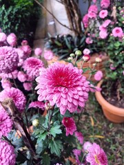pink flowers in a garden