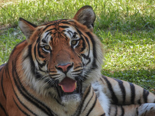 Tiger enjoying a cloudy day